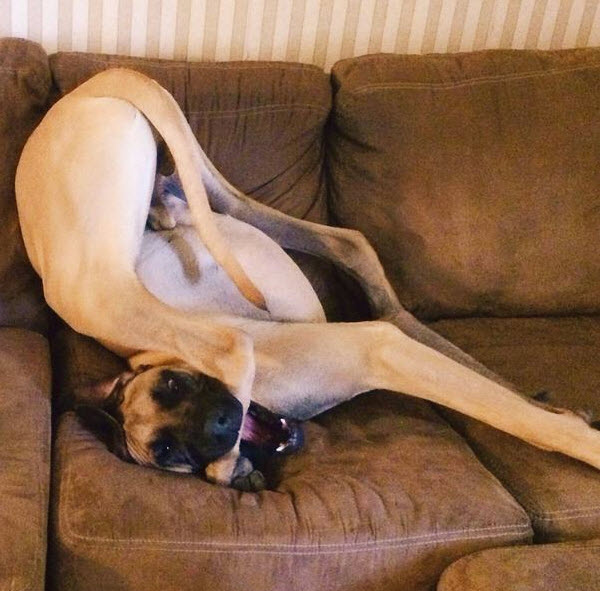Illustration de l'article : 12 chiens complètement toqués